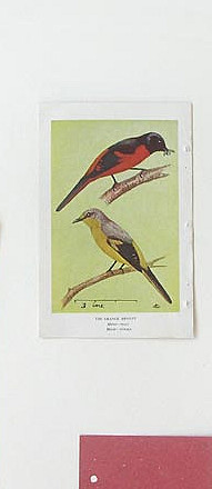 Birds Of Ceylon II